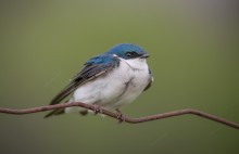 Common house martin / northern house martin