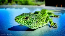 Lacerta agilis - Sand Lizard / ***