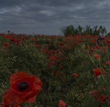 Mohnblumen Premonition von Regen / ***