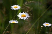 Nur Gänseblümchen / ***