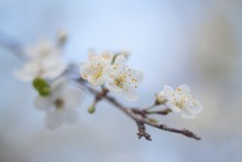 Frühling / ----