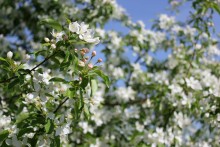 Apfelbaum in voller Blüte / ***