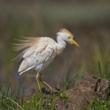 Cattle egret / ***