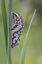 Porzellan Spielzeug / ---