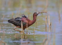 Glossy ibis / ***