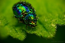 Beetle - Regenbogen / .....