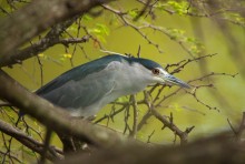 Black-crowned Night-Heron (Nyctanassa violacea) / ***