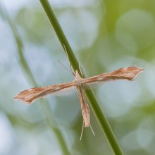 Kommende Flug / ---