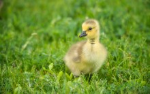 ...before turning to brown / Canadian geese chick