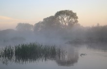 Nebel am frühen Morgen auf Olsen / _________________________*