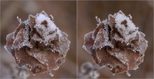 Rose im Wintermantel / ***