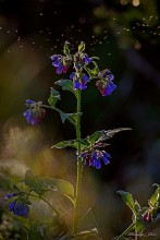 Sommer-Abend. Wald. Blumen unter den Füßen. / ***