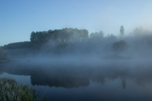 Birkenhain im Nebel / ****