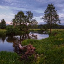 Landschaft mit Treibholz und Butterblumen / ***