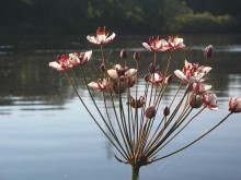 River, Blumen / ***