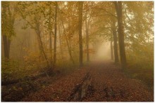 Colors of the wood. / A walking in the wood in my region.