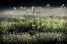 Nebel am frühen Morgen .. 3. / ************************