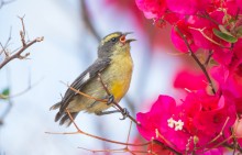 The Bananaquit / ***