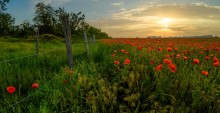 Eine neutrale Zone Blumen von großer Schönheit! / ***