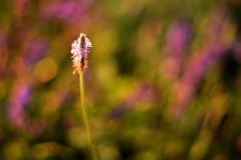 Farbenspiel / ***