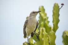 The Tropical Mockingbird (Mimus gilvus) / ***