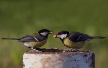 "Machno nicht auf der Suche? ..." / -------