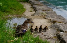 Ging Ente zu Fuß ... / ***