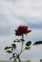 Rose und Himmel / ***