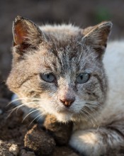 Portrait eines Obdachlosen Katze ... / ***