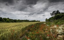 Mohnblumen am Rande des Feldes. / fields of gold