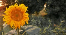 Sonnenblumen unter Bäumen / ***