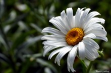 Daisy) / ***