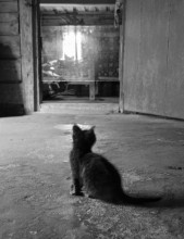 Schwarze Katze in einem dunklen Raum / ***