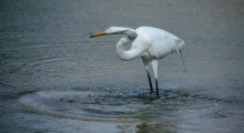 Great White Egrets / Great White Egret