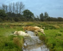 Mad cow. / Never seen jumping cows.