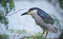 Black-crowned Night-Heron / Black-crowned Night-Heron