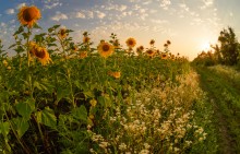 Abend mit Sonnenblumen / ***