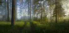 Wald erwacht / ***