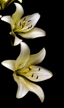 Weiß auf Schwarz. / ***