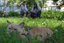 Die Katze auf dem Hintergrund der Wirte / ***