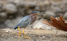 Green heron / ***