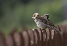 Auf dem Zaun / ***