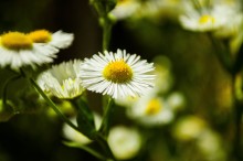 Malnkie Gänseblümchen / ***