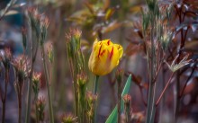 Floral Miniature / Floral Miniature