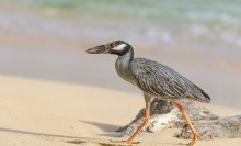 ...in walking distance / Yellow-crowned Night Heron