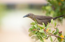 Carib grackle / Carib grackle