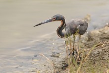 Tricolored heron / Tricolored heron