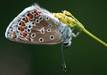 Kupfer-Schmetterling / ***