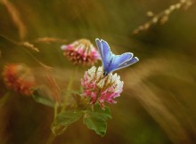 Schönheit Sommermorgen ... / ***