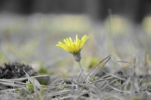 wachte in der Hoffnung, des Frühlings / ***